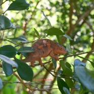 Furcifer pardalis Endrmi femelle Chamaeleonidae Madagascar 1414.jpeg